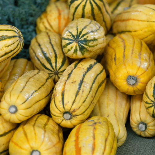 Delicata Squash